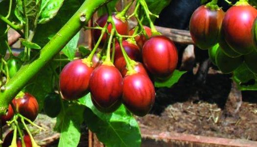 FRANCHISE CHICANO CAMBODIA