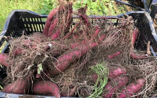 Japanese sweet potato brand franchise opportunity available NOW